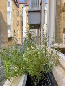 "Kräutergarten" vor dem Küchenfenster