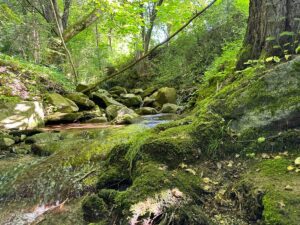 Natur hinter dem Haus