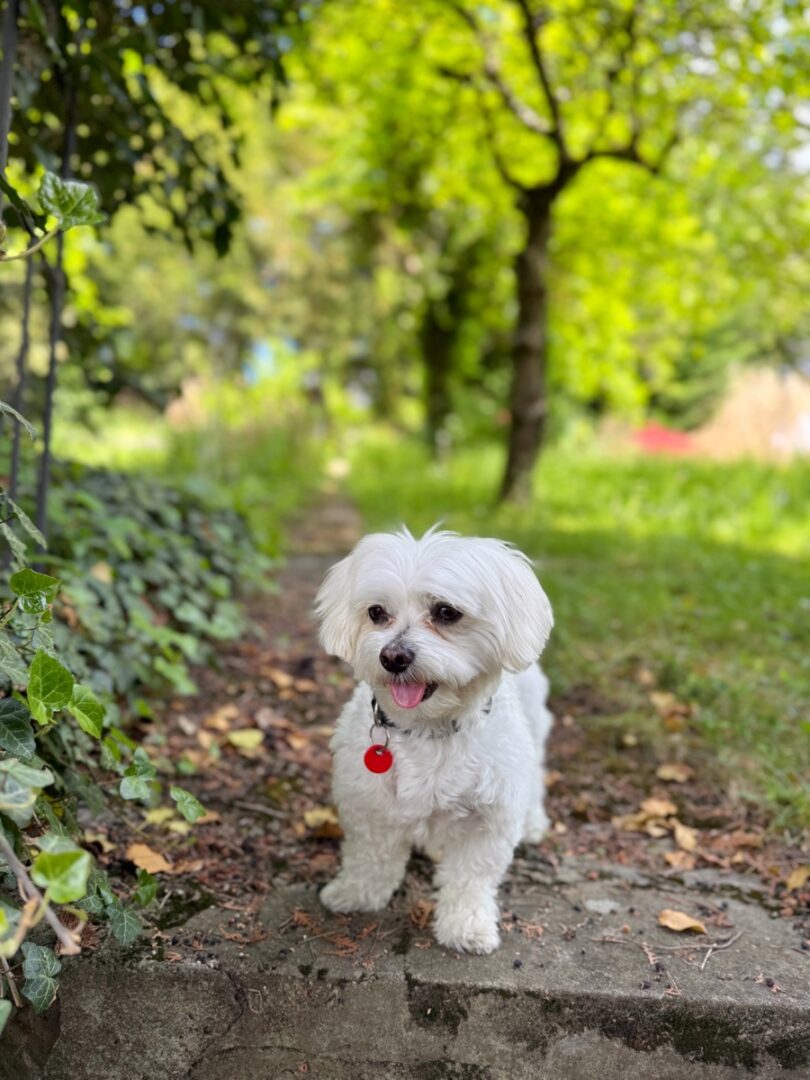 Unser Assistent Gino