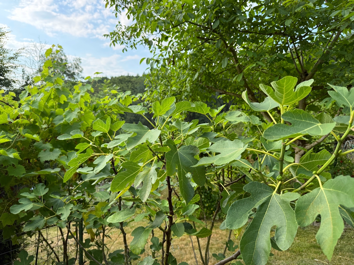 Feigenbaum