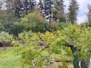 OG Blick vom Wintergarten