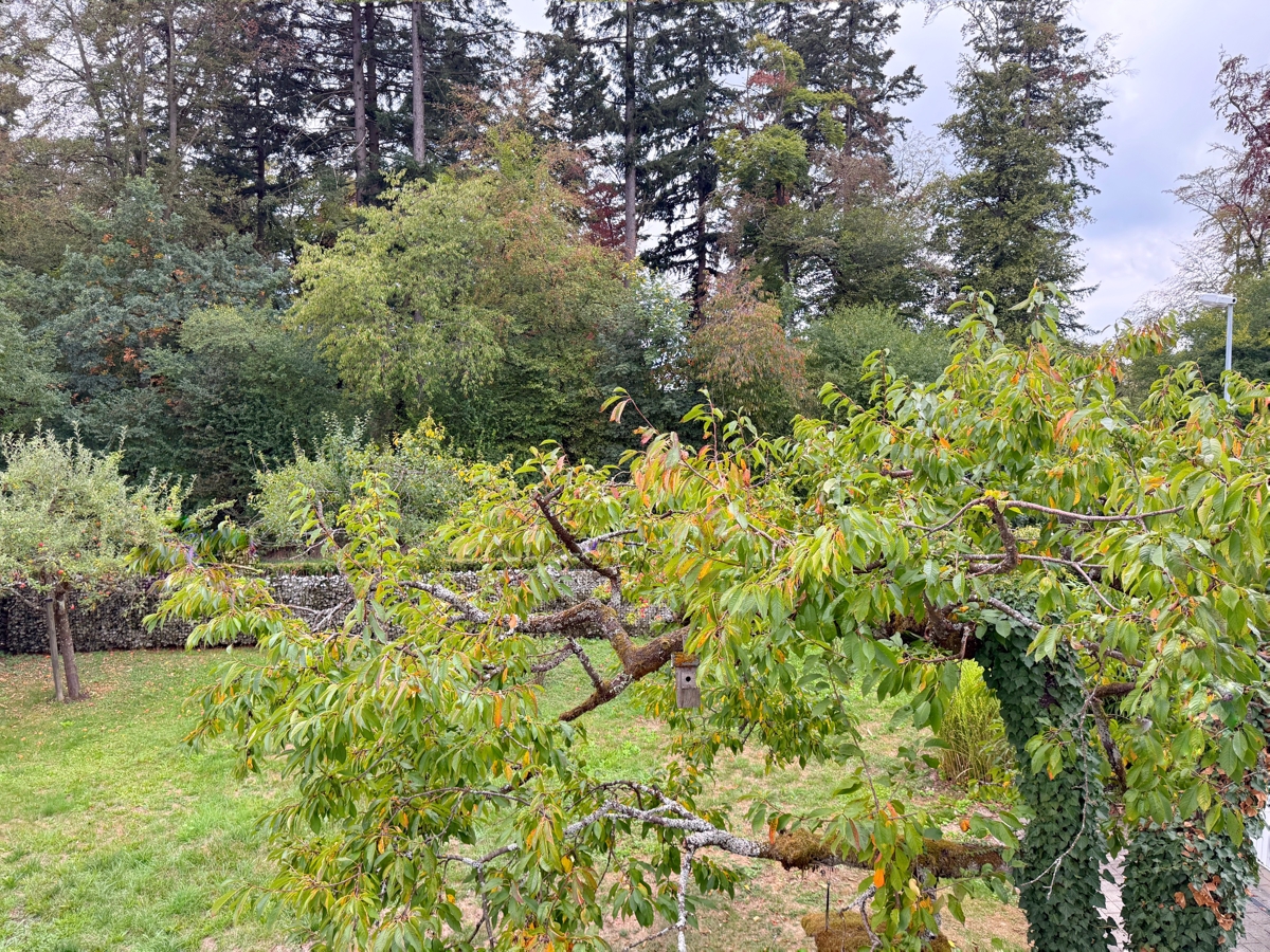 OG Blick vom Wintergarten